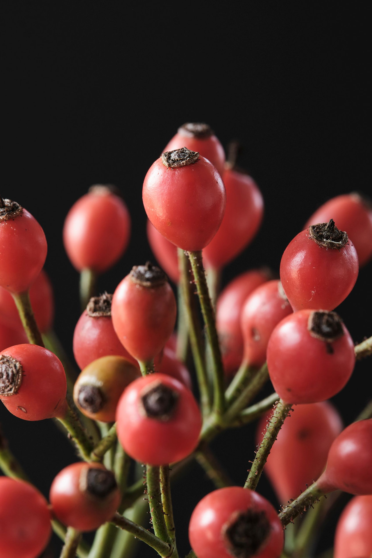 Rosa Magical Sunset, Loukykvět