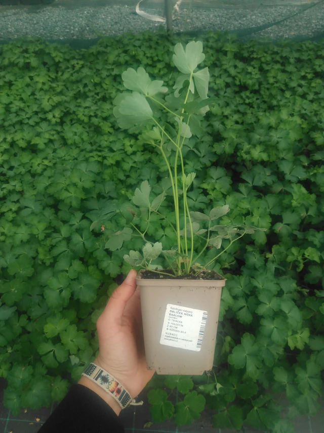 Lehtoakileija Nora Barlow - 2024