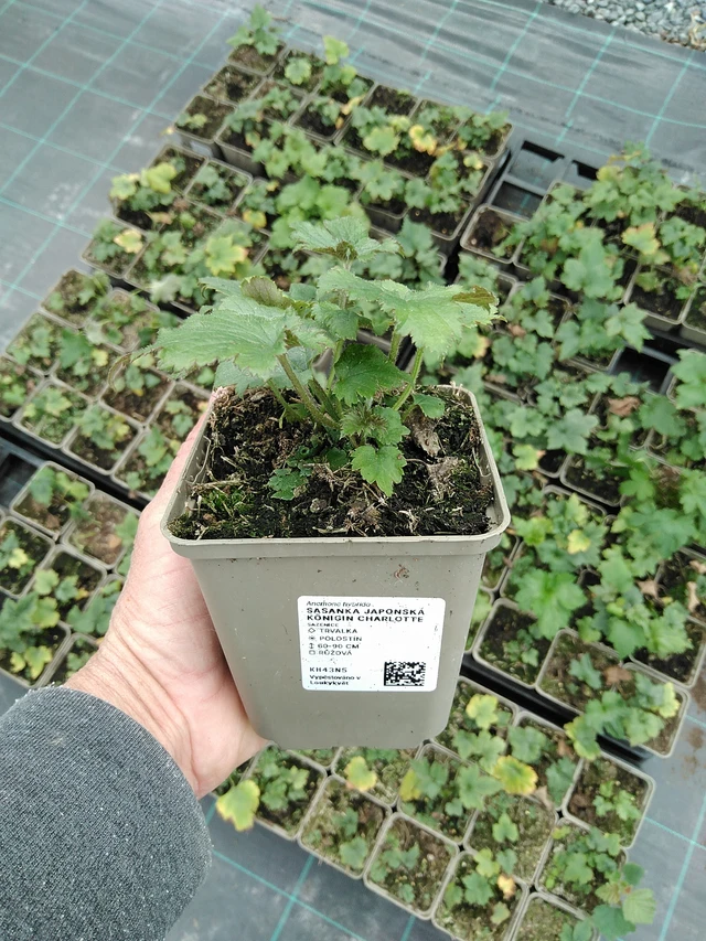 Syysvuokko Königin Charlotte - 9. 6. 2025