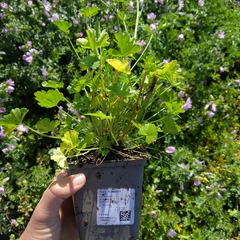 Plant