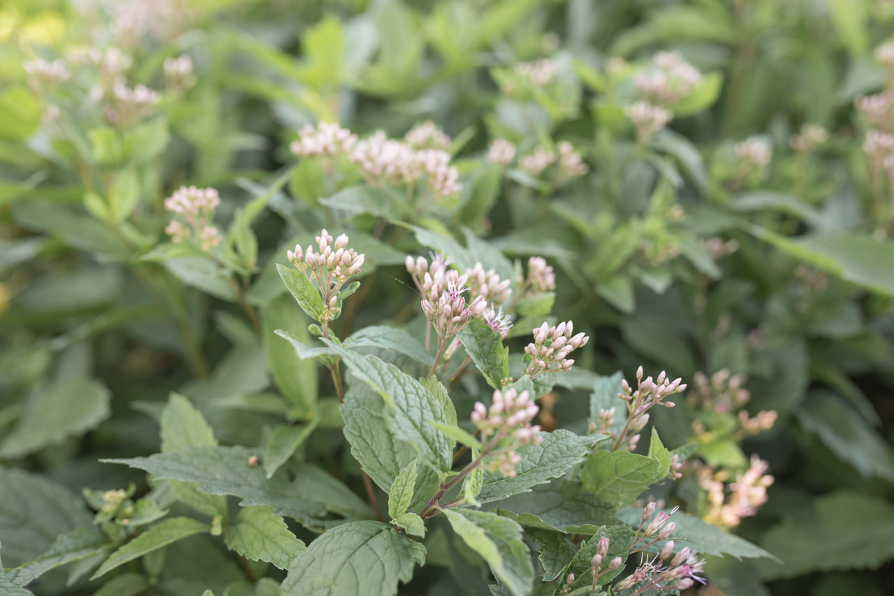 Punalatva Baby Joe, Loukykvět