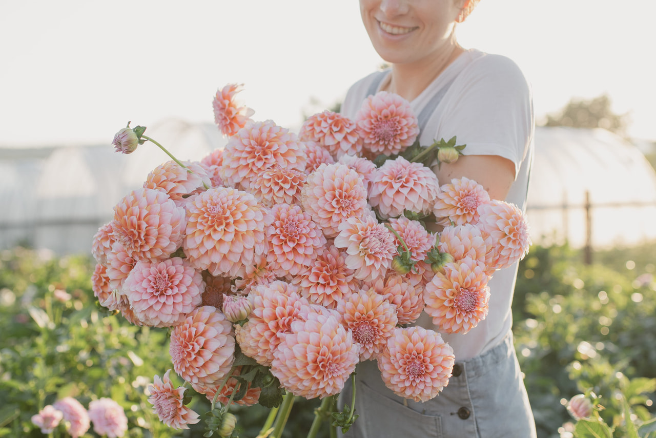 Daalia Peaches, Loukykvět