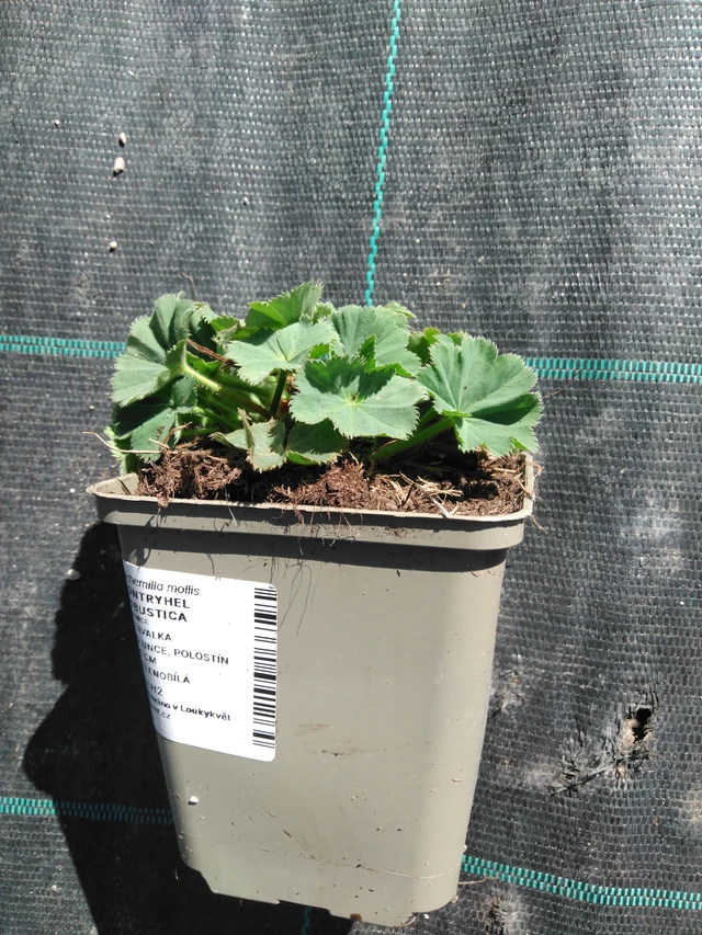 Alchemilla Robustica - 3. 4. 2025