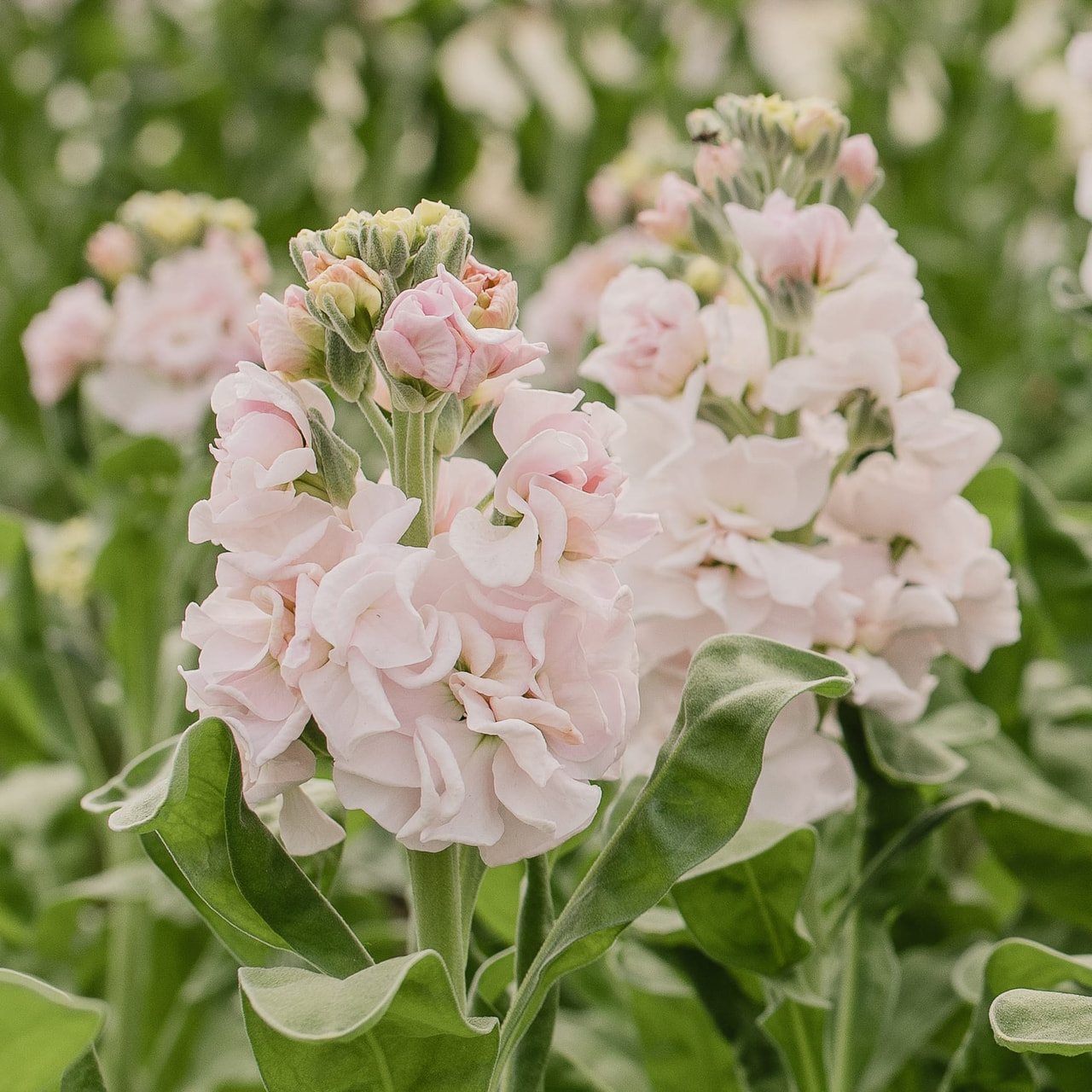 Stock StoX Silver, Loukykvět