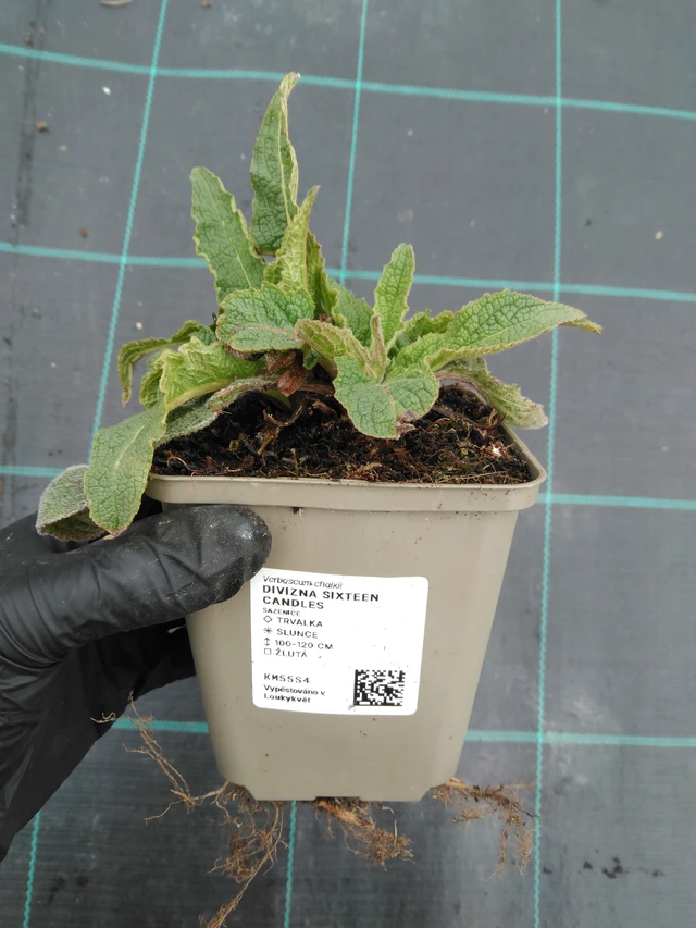 Gordolobo Sixteen Candles - 1. 4. 2026