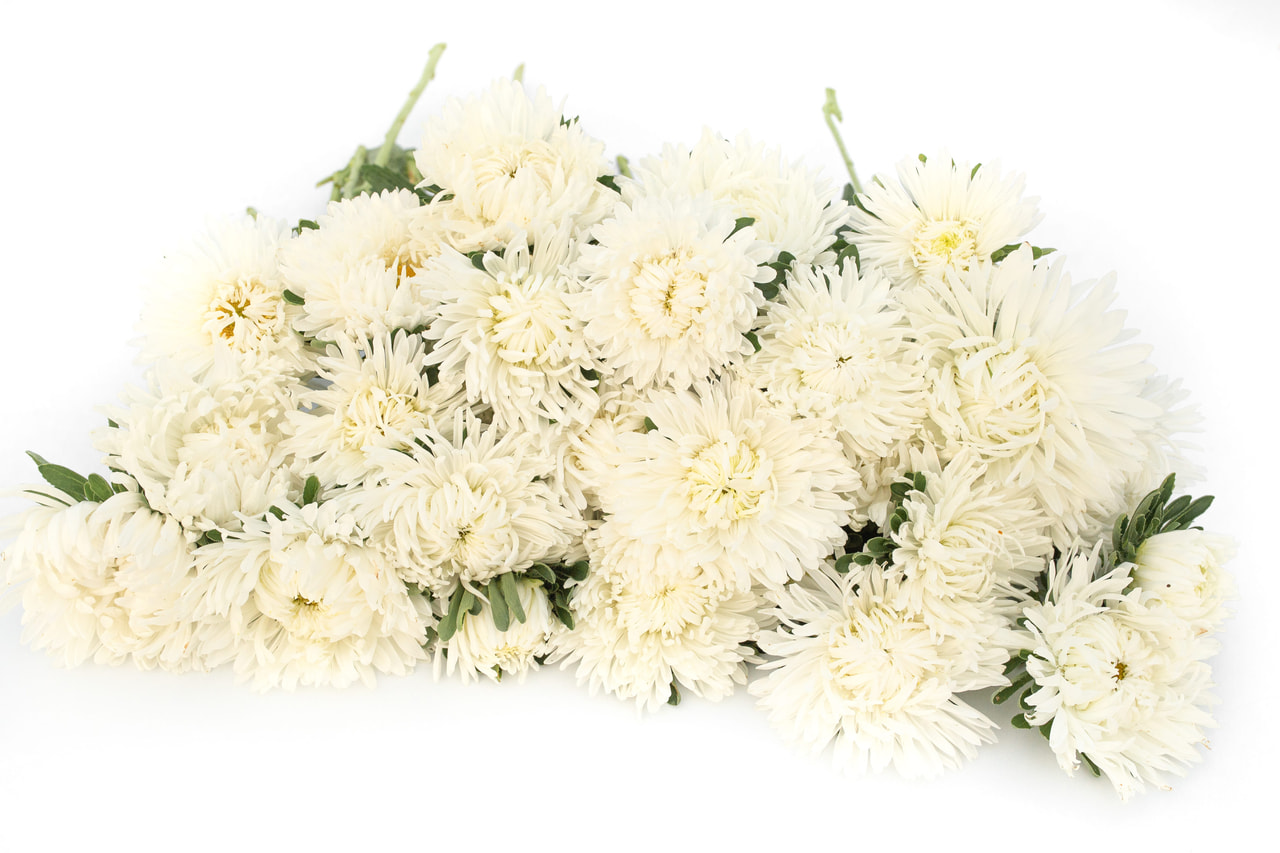 Kiinanasteri King Size White, Loukykvět