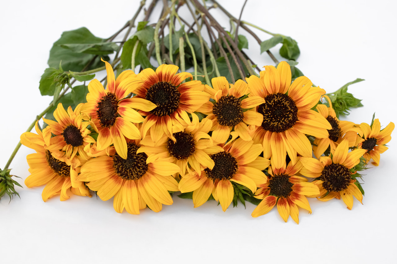 Zonnebloem Soluna Gold, Loukykvět