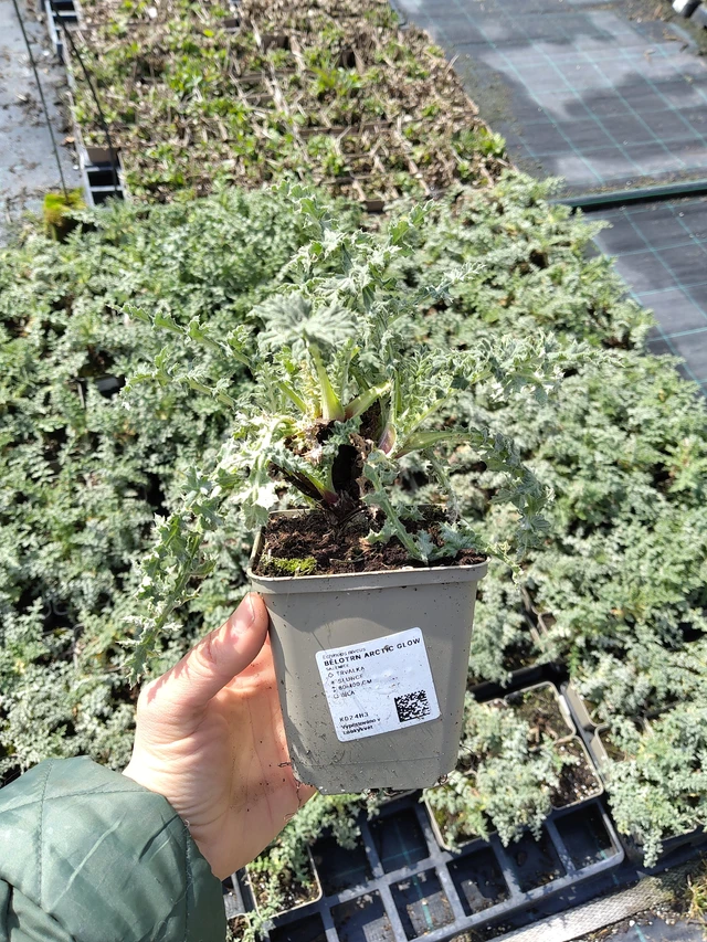 Pallo-ohdake Arctic Glow - 21. 4. 2026