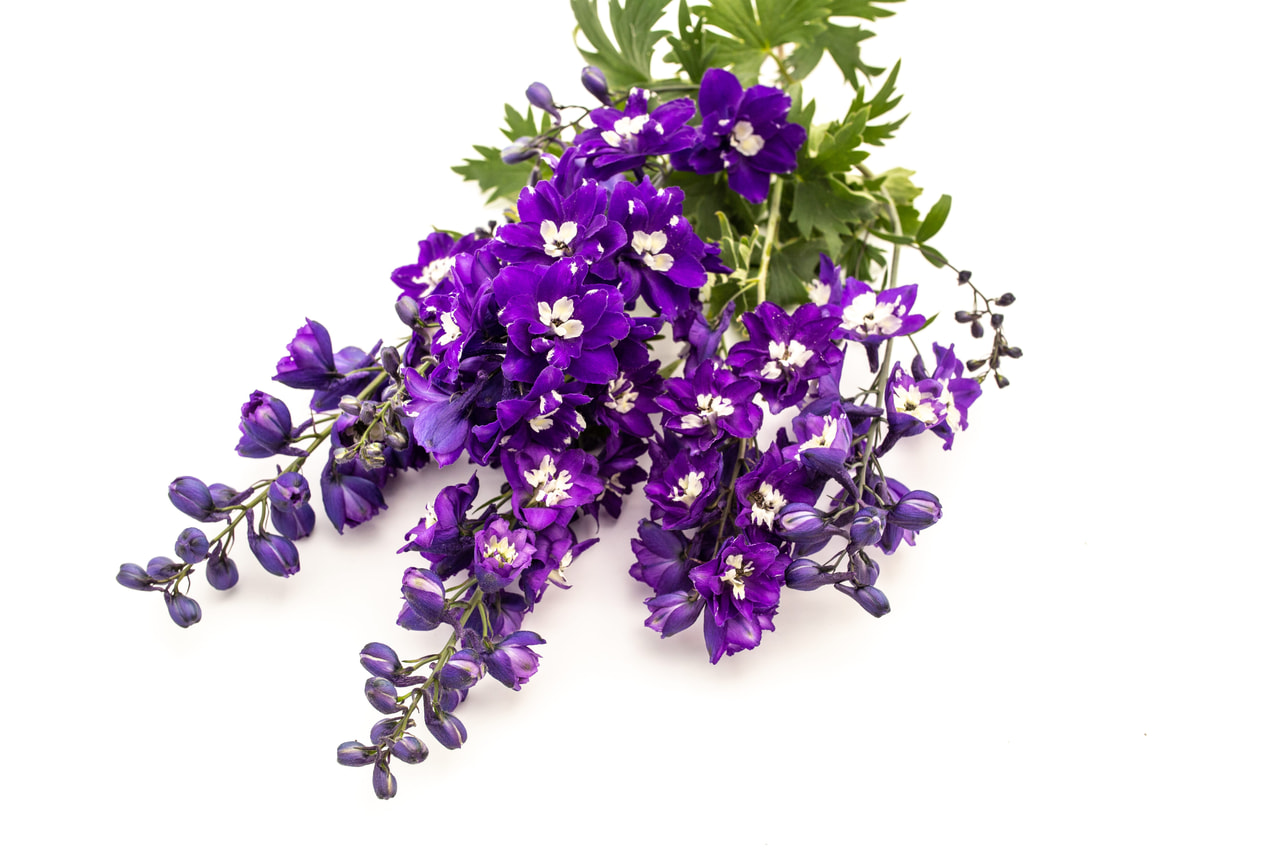 Espuela de caballero Benary’s Pacific King Arthur, Loukykvět