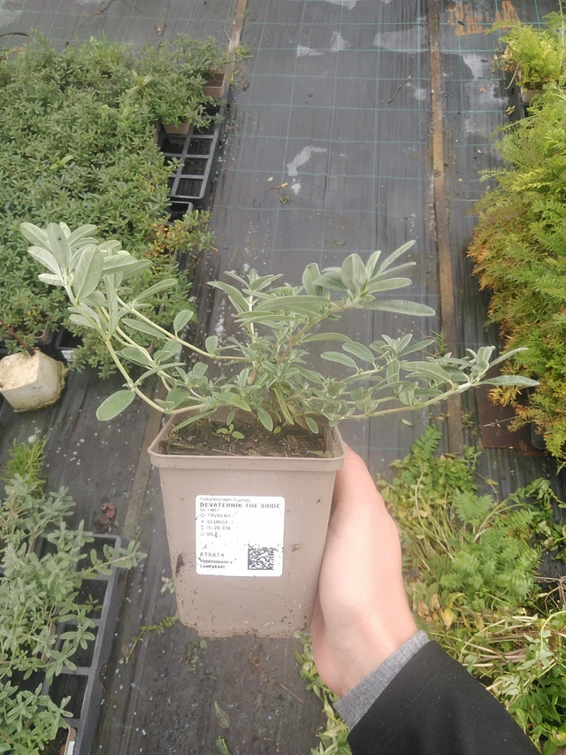 Päivännouto The Bride - 10. 10. 2025