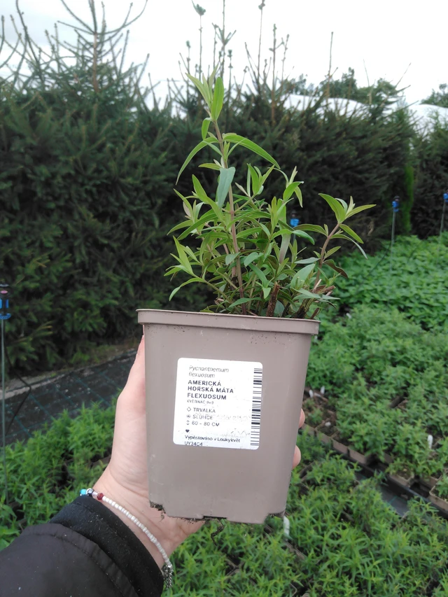 Vuoriminttu Flexuosum - 2024