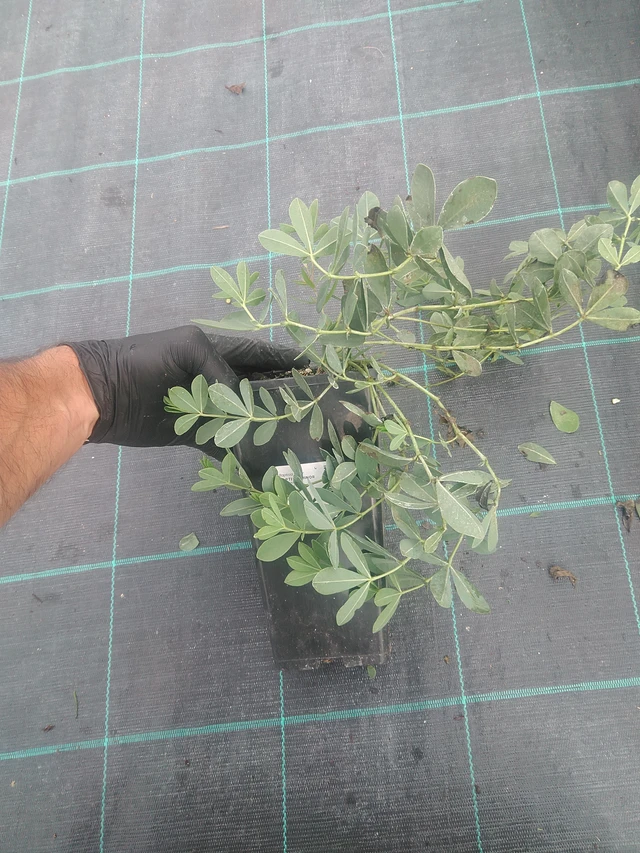 Baptisia Minor - 10. 9. 2025