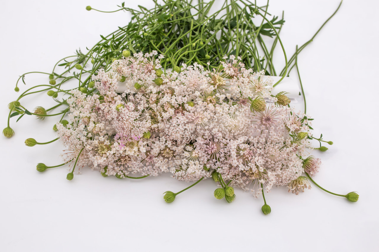 Didiscus Lacy Pink, Loukykvět