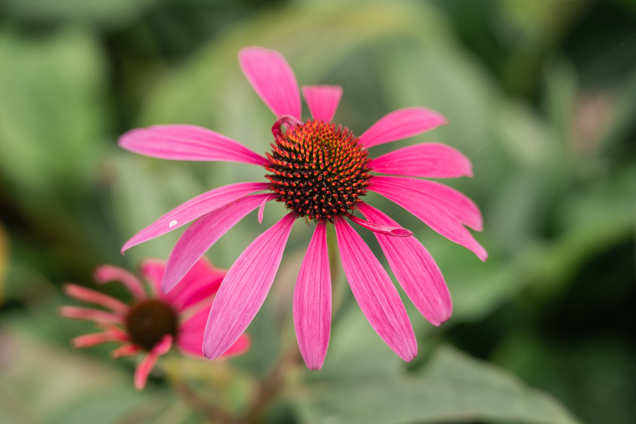 Punahattu Rubinstern, Loukykvět