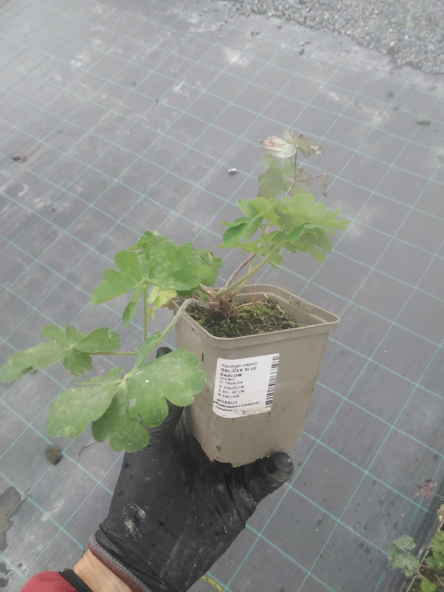 Lehtoakileija Blue Barlow - 23. 10. 2025