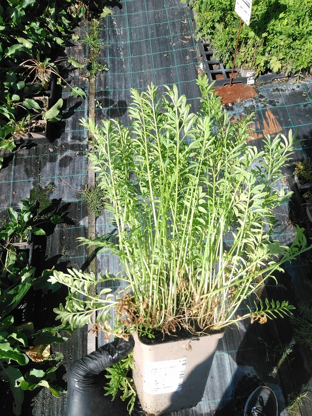 Sinilatva Filigree Skies - 19. 8. 2025