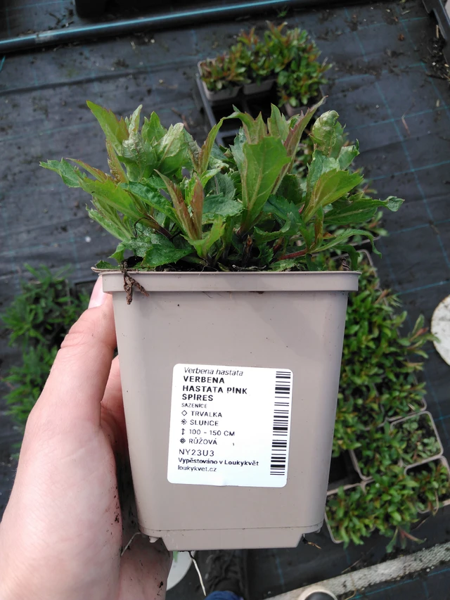 Verbena Pink Spires - 2024