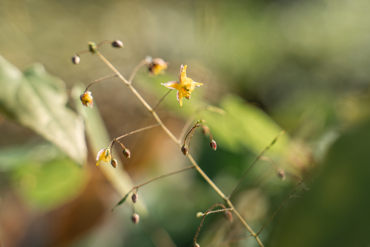 Epimedium Lilac Bicolor, Loukykvět