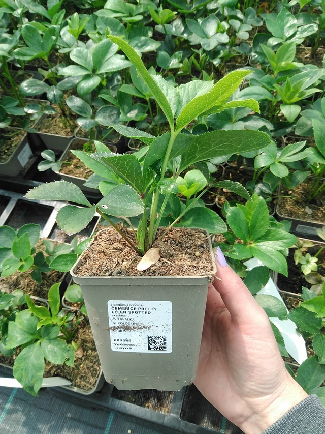 Jouluruusu Pretty Ellen Spotted - 9. 6. 2025