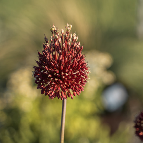 Allium Red Mohican, Loukykvět