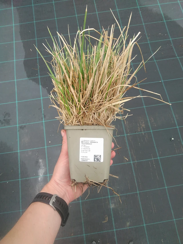 Metlice trsnatá Tauträger - 3. 6. 2026