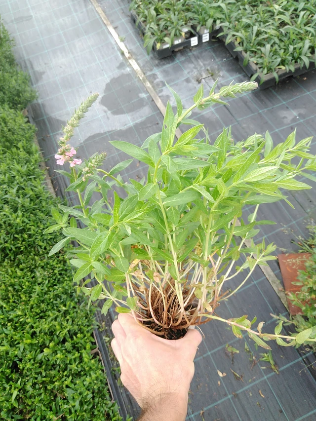 Rantakukka Blush - 21. 7. 2025