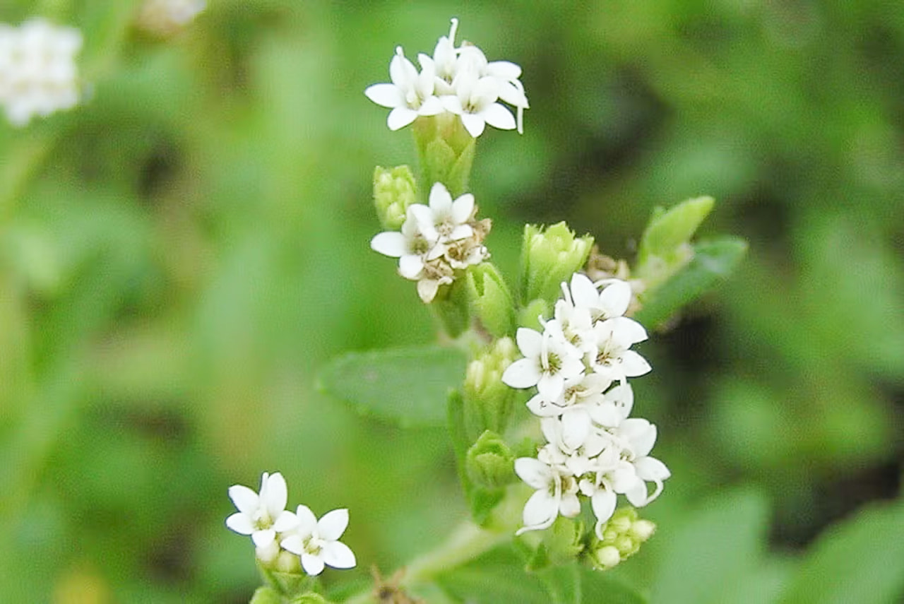 Stevia, Loukykvět