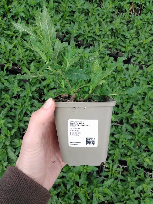 Lehtosalvia Schwellenburg - 9. 6. 2025