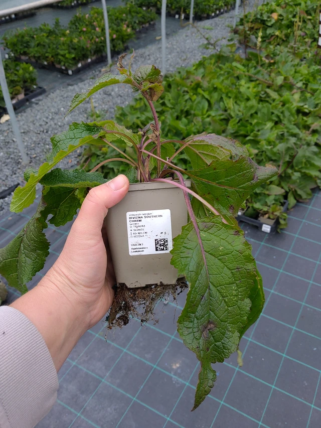 Verbascum Southern Charm - 10. 10. 2025