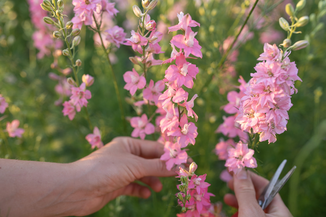 Larkspur QIS Light Pink, Loukykvět