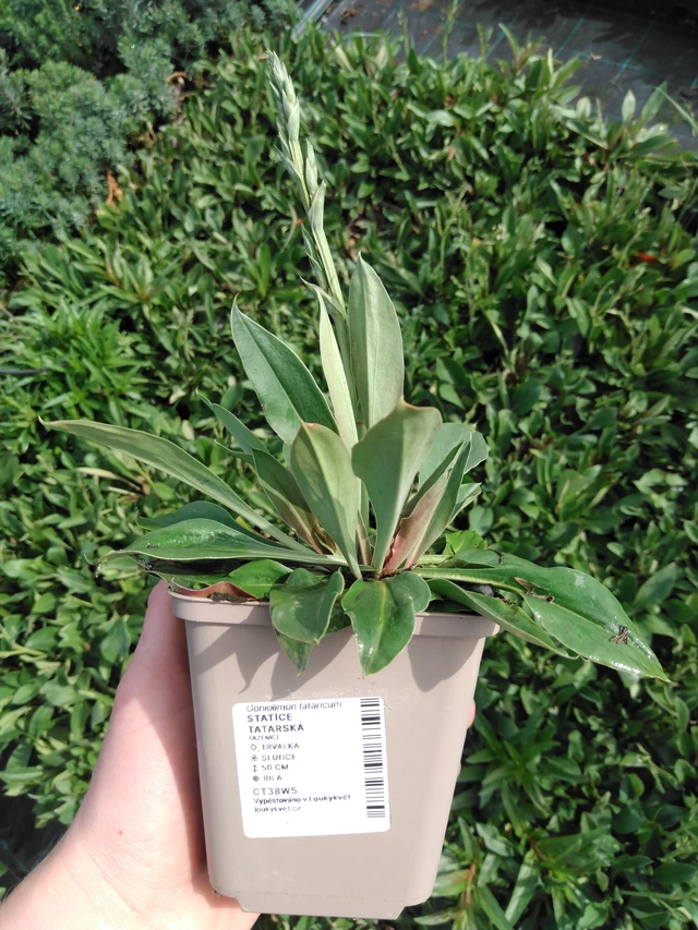 Limonium tataricum - 2024