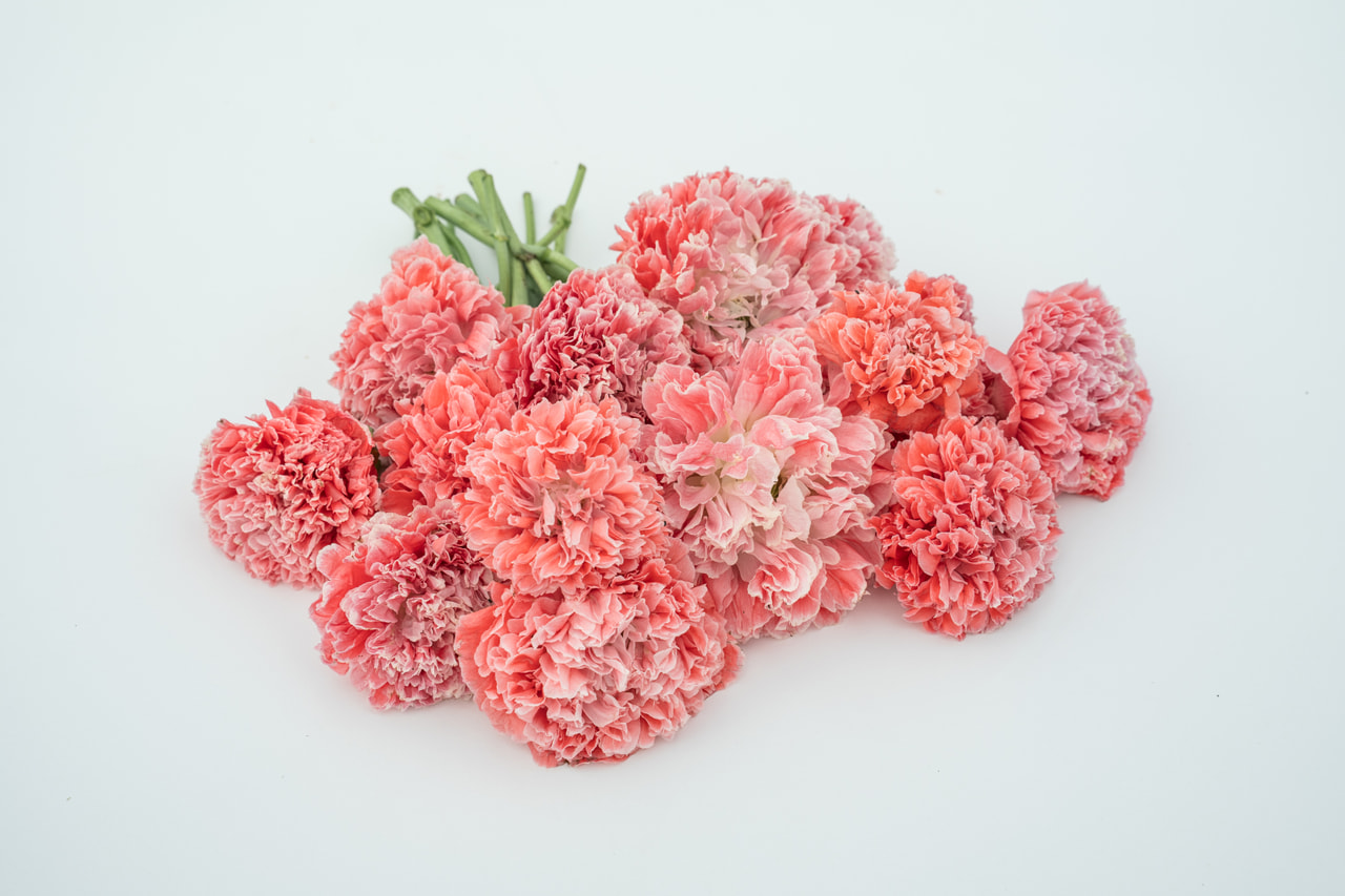 Peony Poppy Salmon, Loukykvět