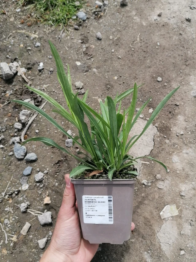 Piisku Romantic Glory - 2024