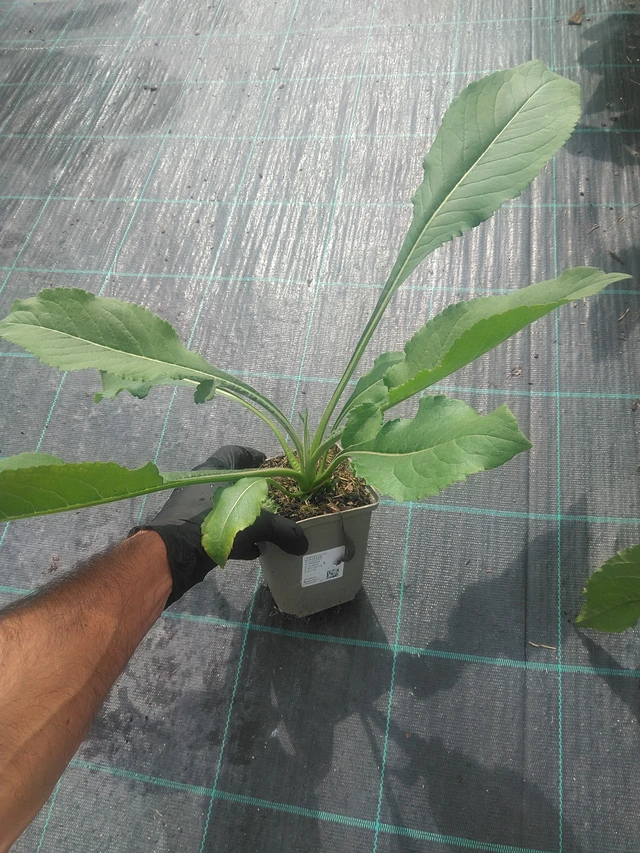 Kirahvinkukka - 10. 9. 2025