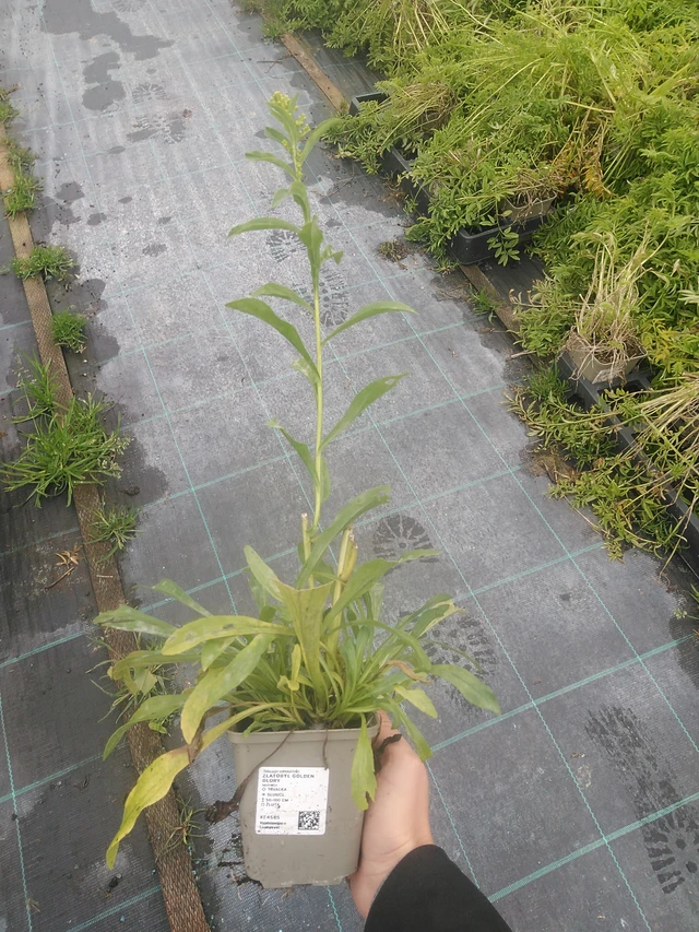 Piisku Golden Glory - 10. 10. 2025