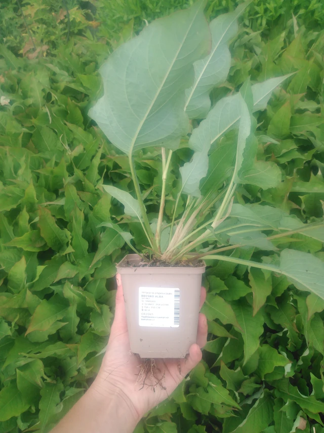 Konnantatar Alba - 2024