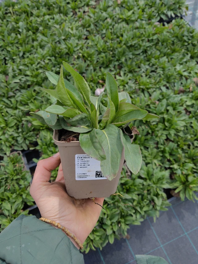 Purtojuuri - 21. 4. 2026