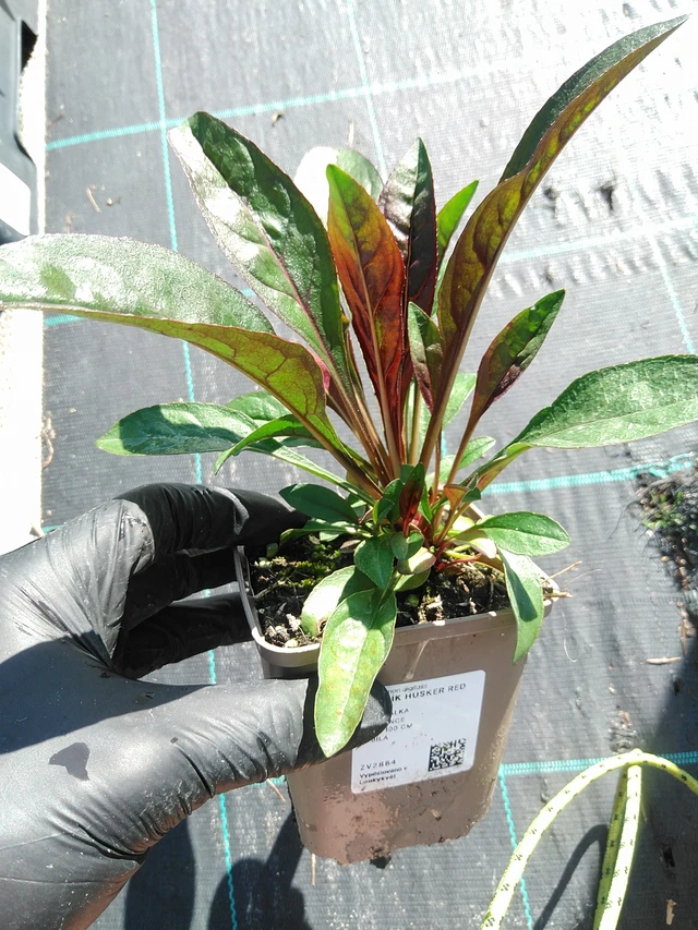 Pipo Husker Red - 19. 8. 2025