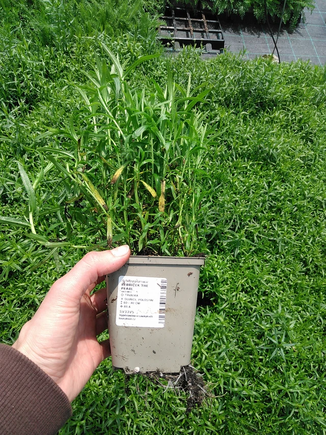 Kärsämö The Pearl - 9. 6. 2025