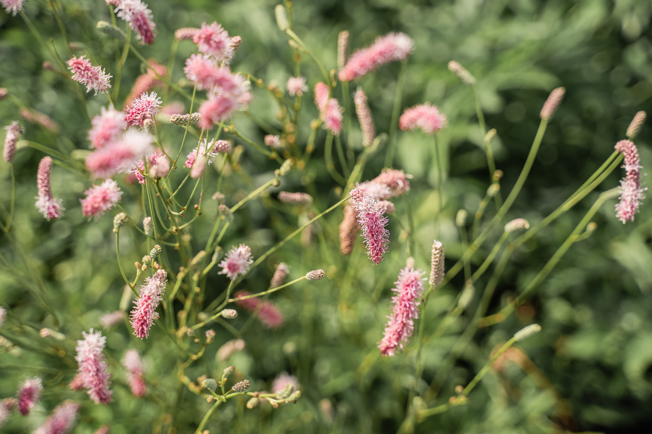 Luppio Purple Tails, Loukykvět