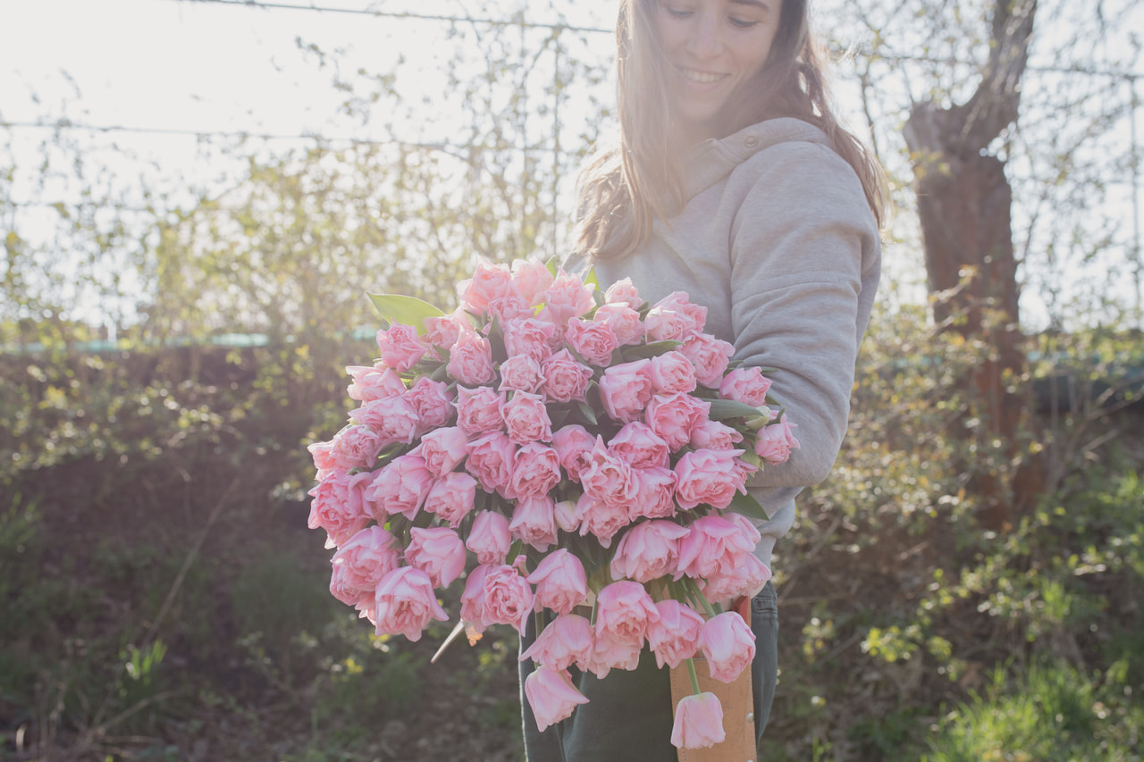 Tulppaani Dreamer, Loukykvět
