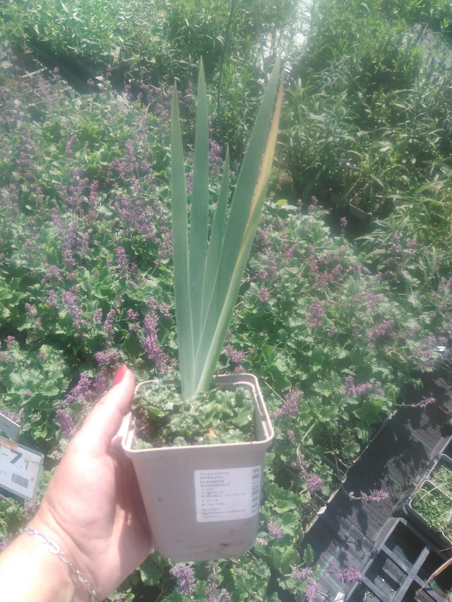 Kurjenmiekka Eleonor Roosevelt - 2024