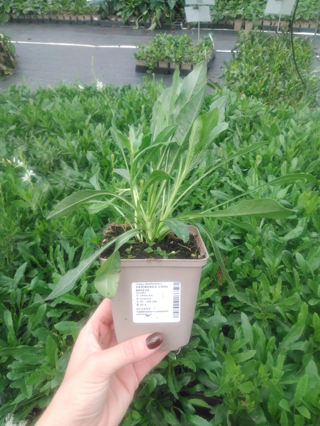 Kesäkynttilä Cool Breeze - 2024