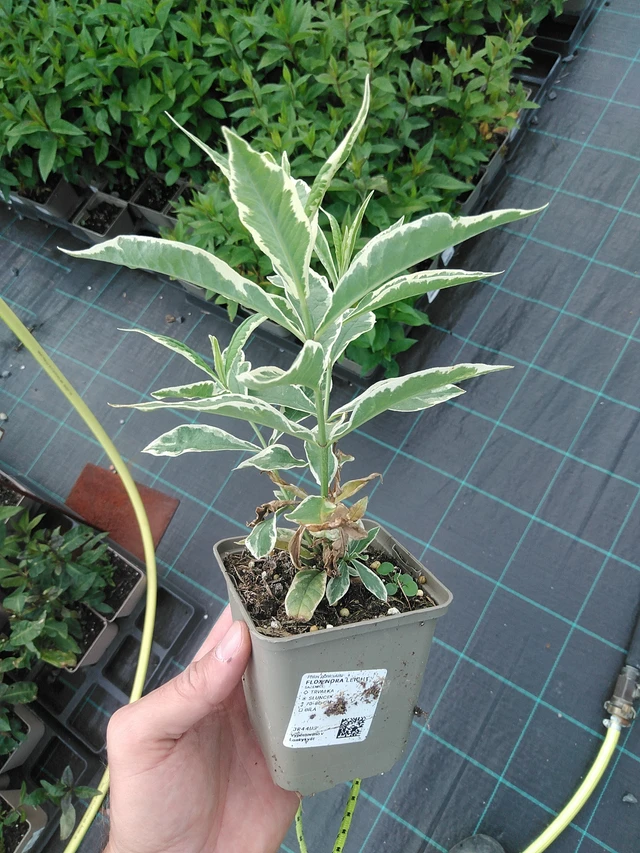 Syysleimu Nora Leight - 24. 6. 2025