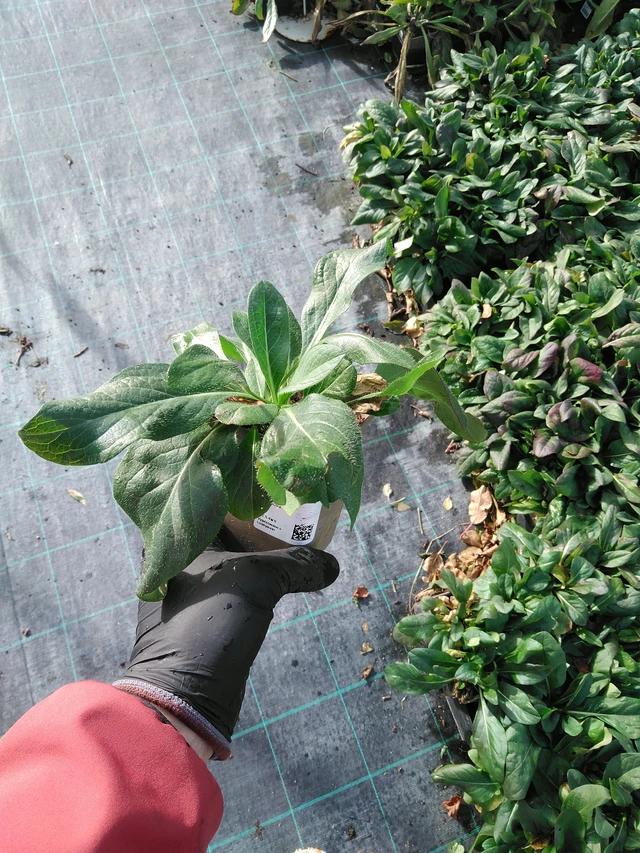 Purtojuuri - 31. 10. 2025