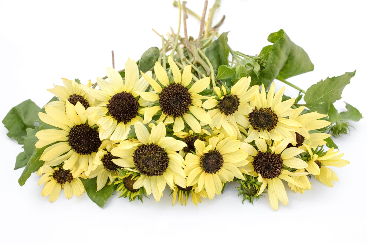 Zonnebloem Soluna Cream, Loukykvět