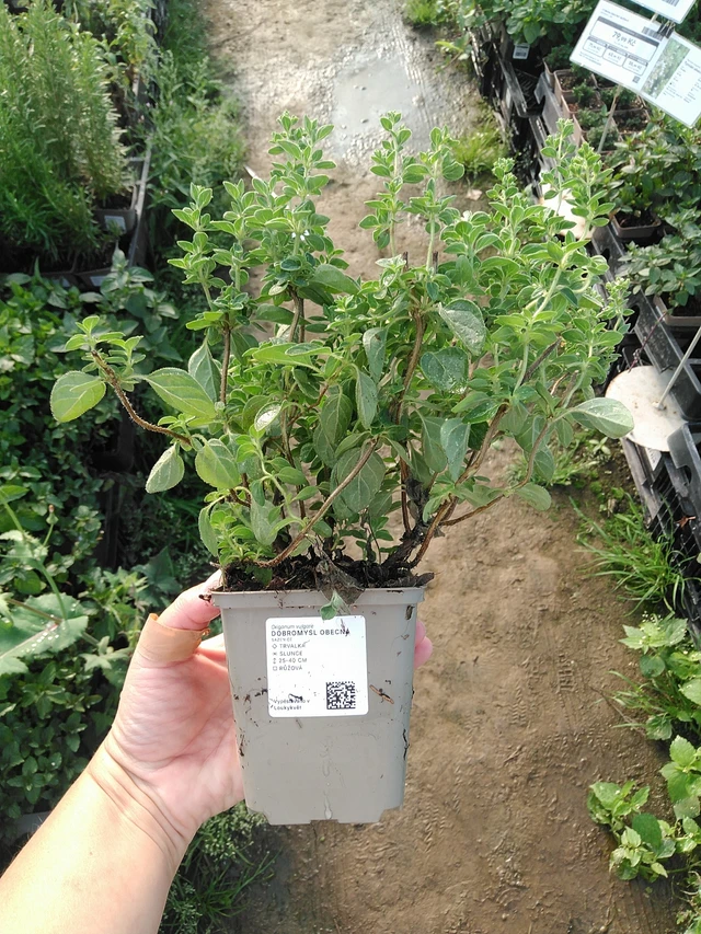 Mäkimeirami - 19. 8. 2025