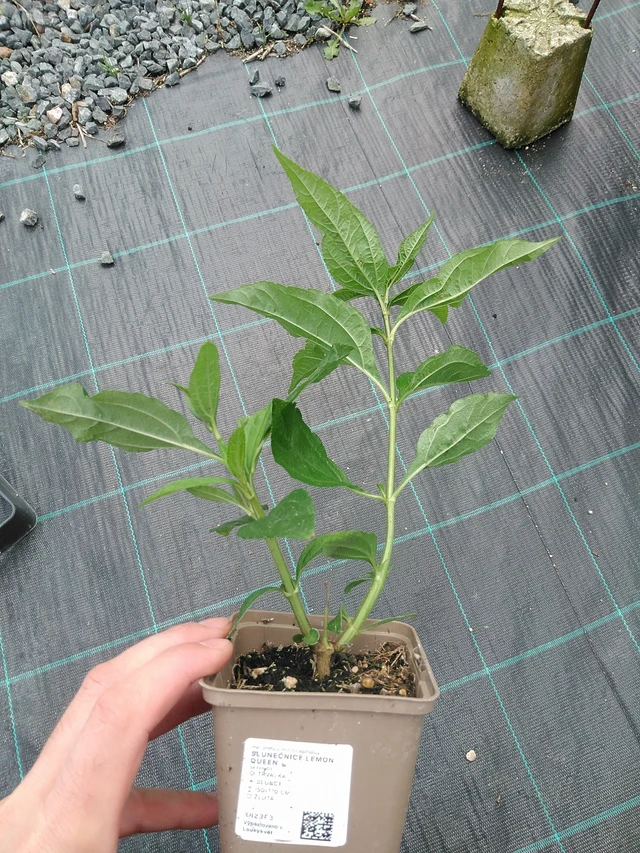 Auringonkukka Lemon Queen - 22. 7. 2025