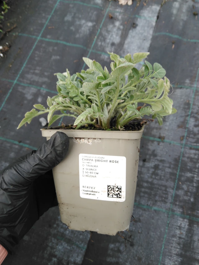 Ruiskaunokki Bright Rose - 1. 4. 2026