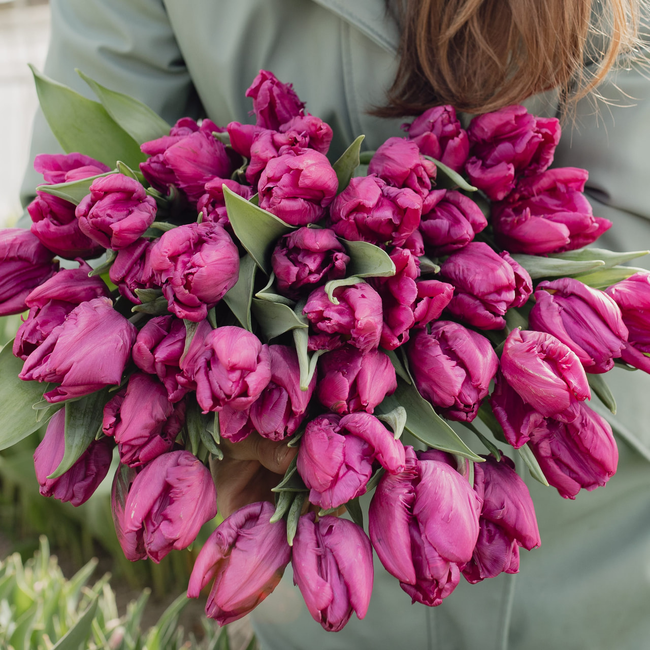 Tulppaani Parrot Prince, Loukykvět